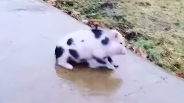 pig slides on ice