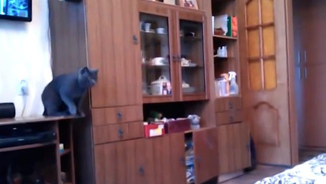 cat plays ping pong