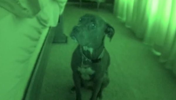 Pit Bull alarm clock