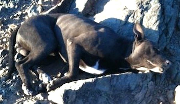 Pit bull saved from mountain