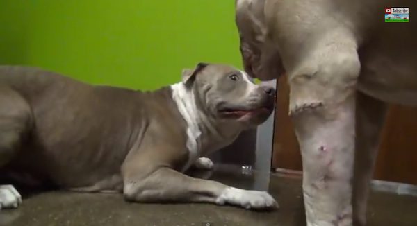 pit bull dance