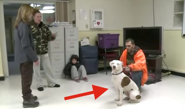 pit bull saves family from house fire