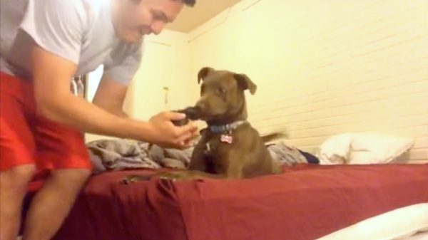 pit bull meets kitten