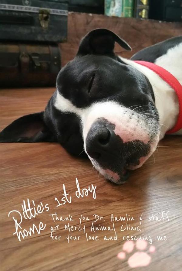 pittie-home