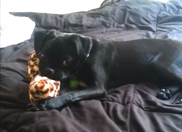 puggle with toy