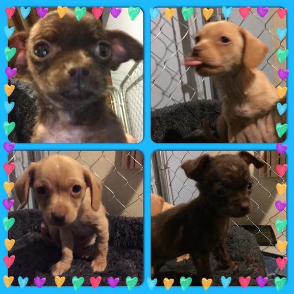 puppies-in-box1