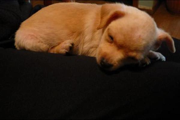 puppies-in-box2