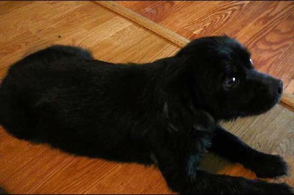 puppies-in-box4
