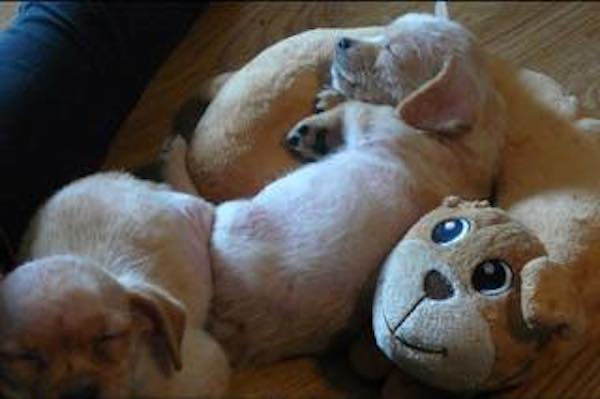 puppies-in-box5