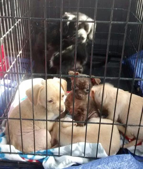 puppies-in-box6