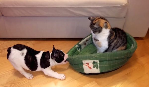 puppy vs cat