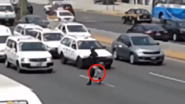 puppy saved from highway