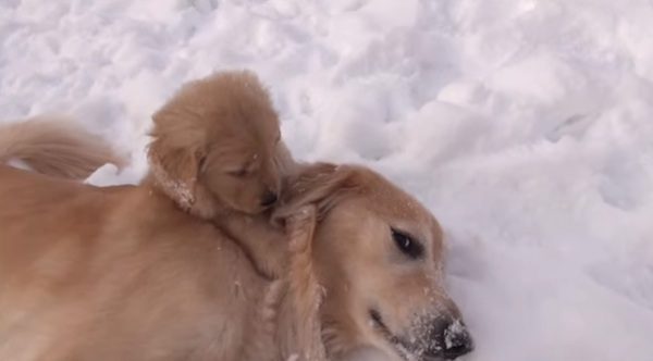 Adorable Puppy’s First Time Playing In the Snow With Her Big Brother Is Too Cute