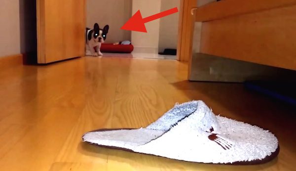 puppy loves slippers