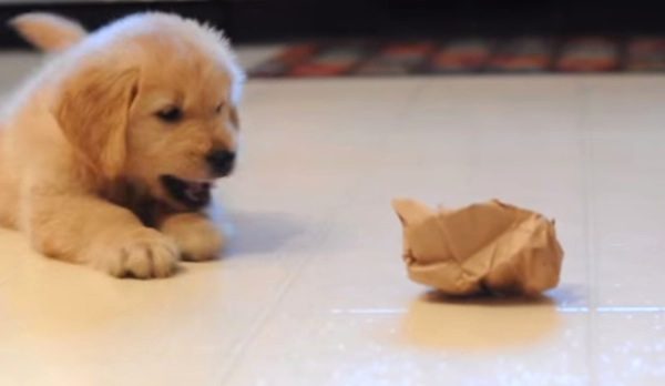puppy vs bag