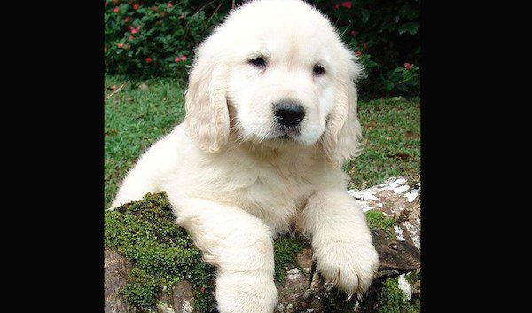 Man Told A Boy Not To Get The Disabled Puppy But Is Surprised By The Boy’s Response