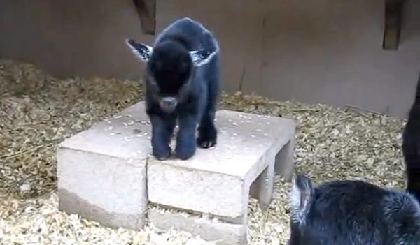 pygmy goat happy dance