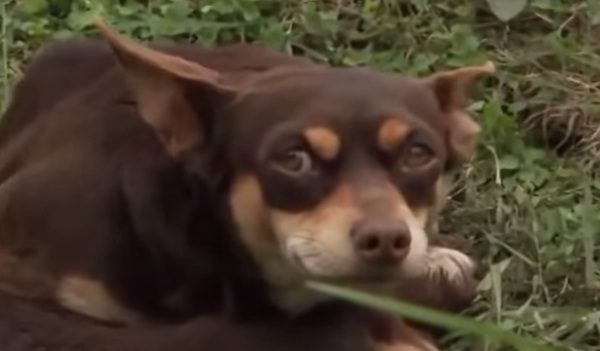 dog by side of fallen friend