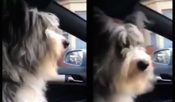 Beautiful Song Expresses The Parallels Between God And Dogs Beautiful Song Expresses The Parallels Between God And Dogs