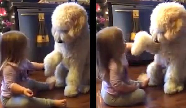 Mom Catches Toddler Teaching Her Dog How To Be Polite