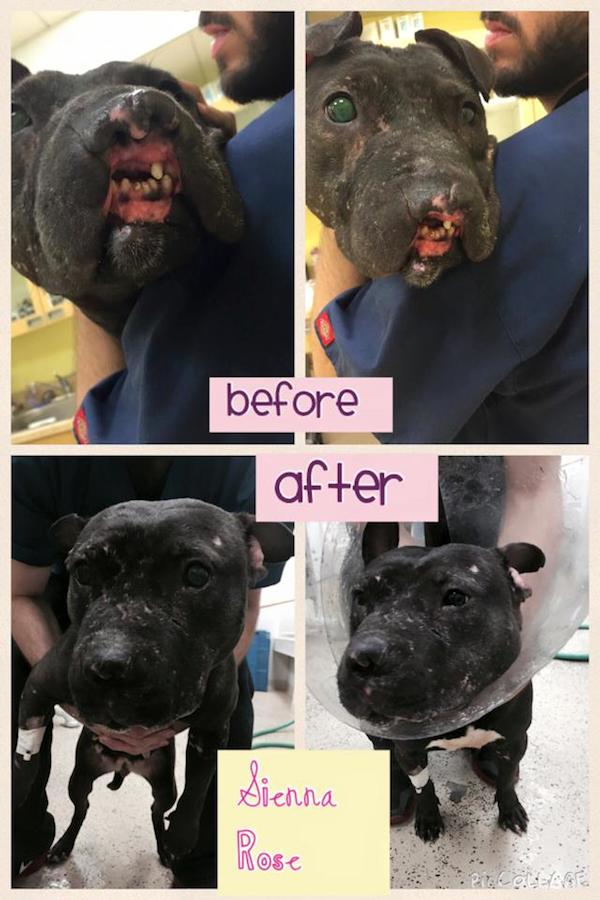 Sienna Rose before and after