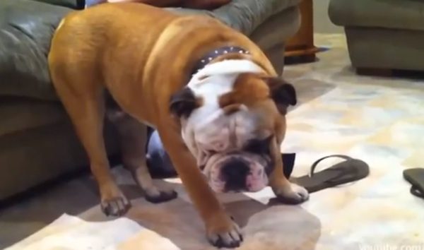 Funny Cats And Dogs In Desperate Need Of Naps