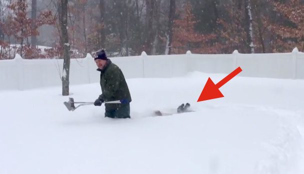 snow dogs