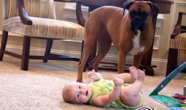boxer dog with baby