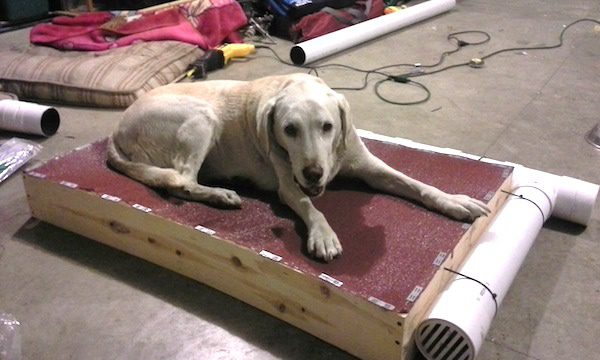 special-dog-bed-1