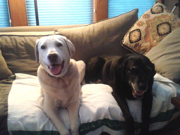Man Builds His Elderly Dog An Air-Conditioned Bed So She Can Stay Cool On Hot Days