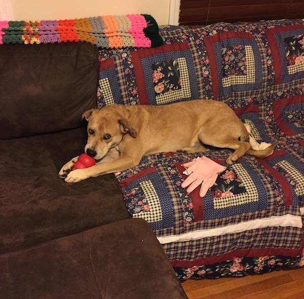 spokey-with-kong