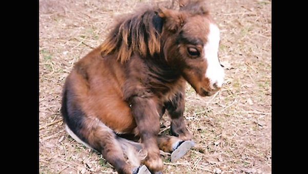 Incredibly Tiny Horse Breaks World Records And Spreads Joy To Sick Children