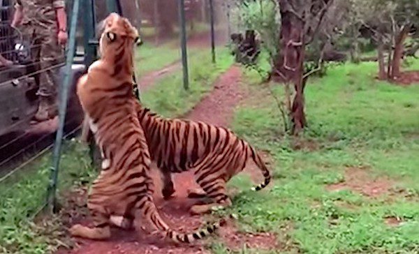 tiger jumps