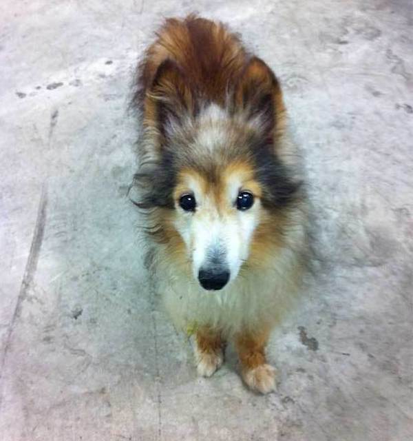 stray dog's rescue