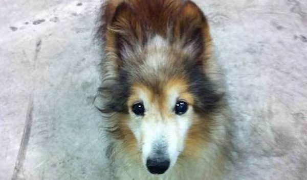 A Dying Dog Walked Up To A Man At Work, What Followed Is Completely Unforgettable