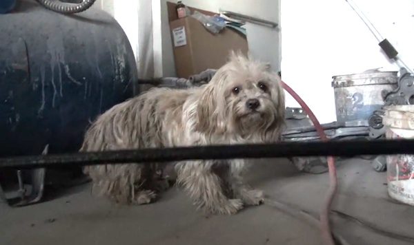 toto the dog rescued
