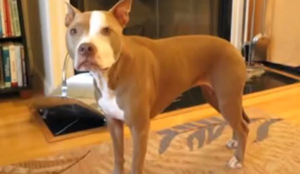 dog performs tricks