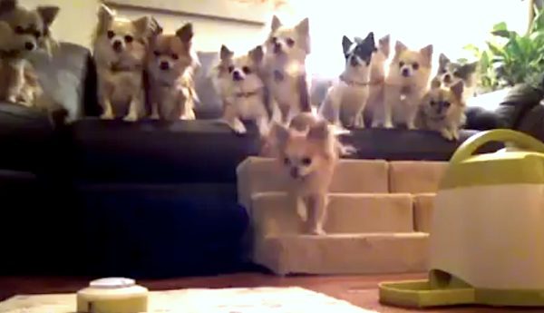 well trained dogs