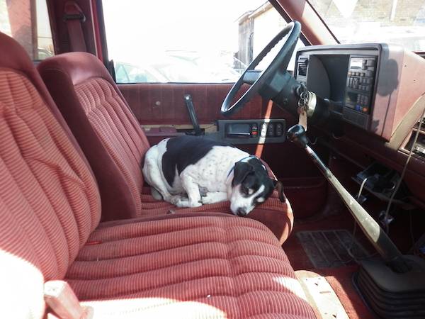 dog in truck