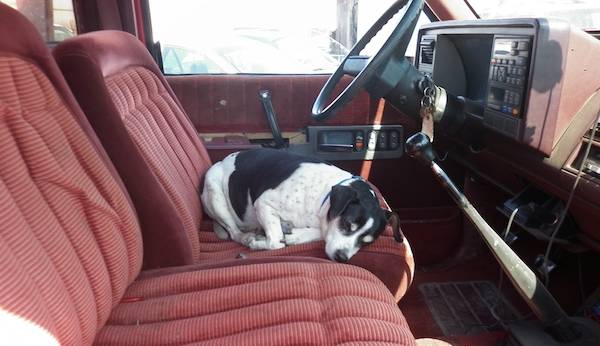 Photo Reveals Dog’s Devotion To His Deceased Owner