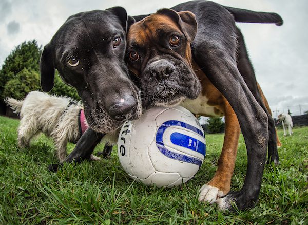 Winner. First Place in the Dogs at play category
