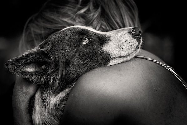 Winner. Man's best friend category