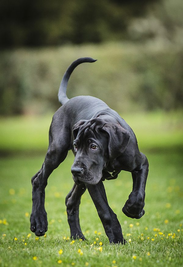 Winner. First Place puppy Category