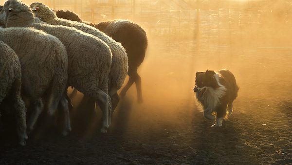 Stock Dog Western Australia