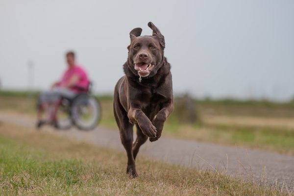 Winner. First place Assistance Dogs / Dog Charitys Category