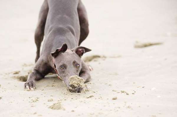 Dogs-at-play-3rd-place