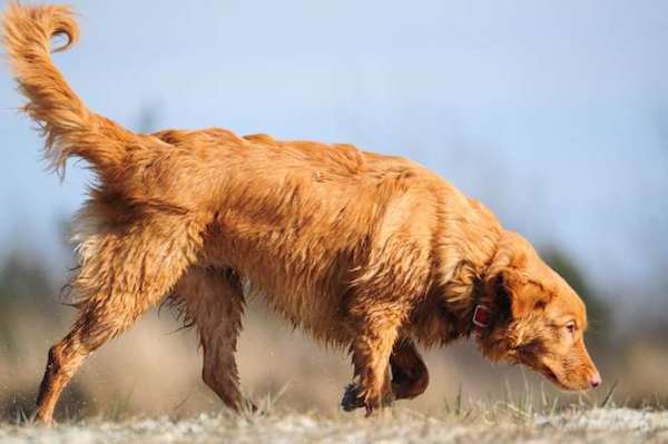 Dogs-at-work-2nd-place