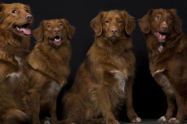 Duck-Tollers-Herah-mothermiddle__880