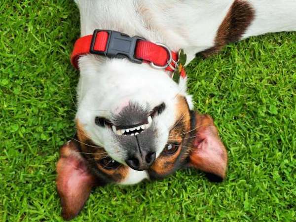 I-love-dogs-because-2nd-place