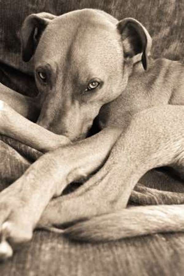 I-love-dogs-because-3rd-place